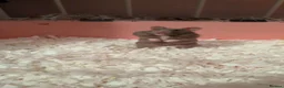 Hamster rodents for sale: Beautiful dove female Syrian hamster  - Advert 1