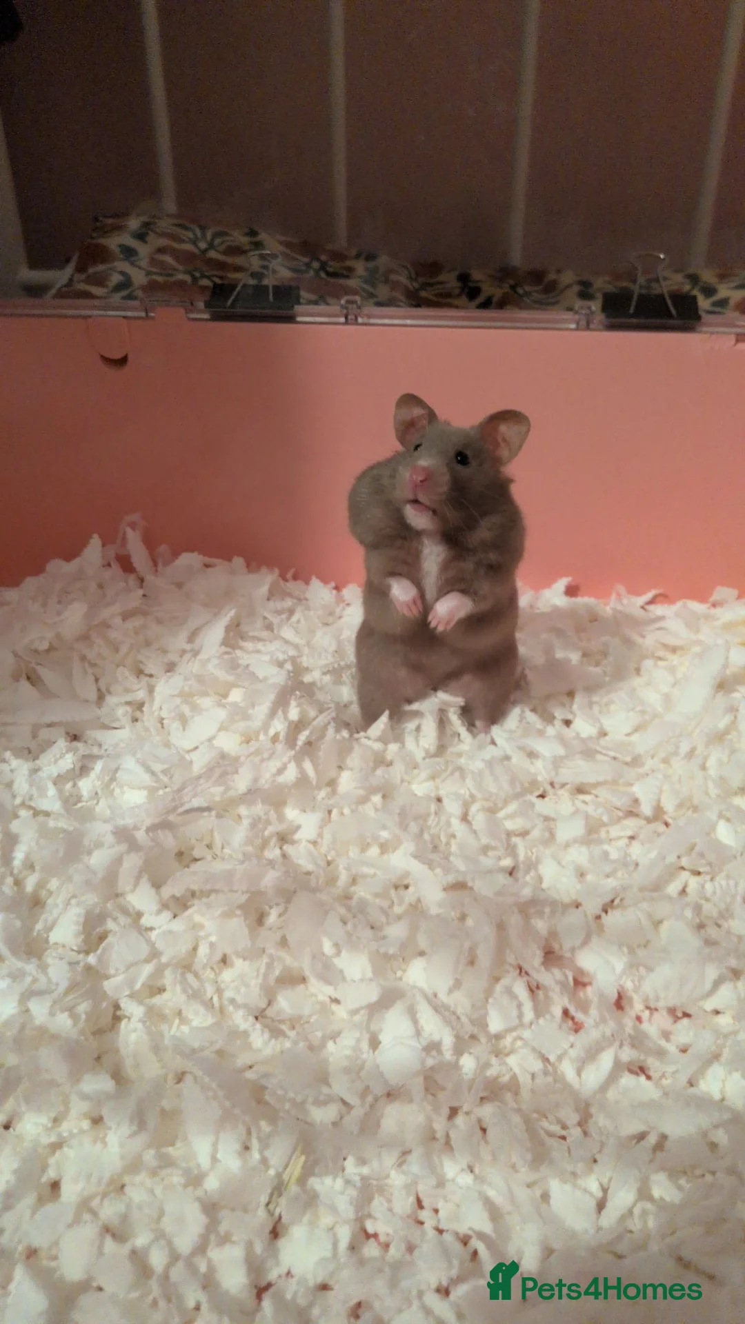Hamster rodents for sale: Beautiful dove female Syrian hamster  - Advert 1