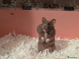 Hamster rodents Beautiful dove female Syrian hamster - Advert 11