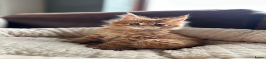 Maine Coon Kitten 1