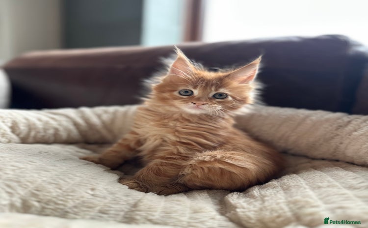 Maine Coon cats - Advert 4