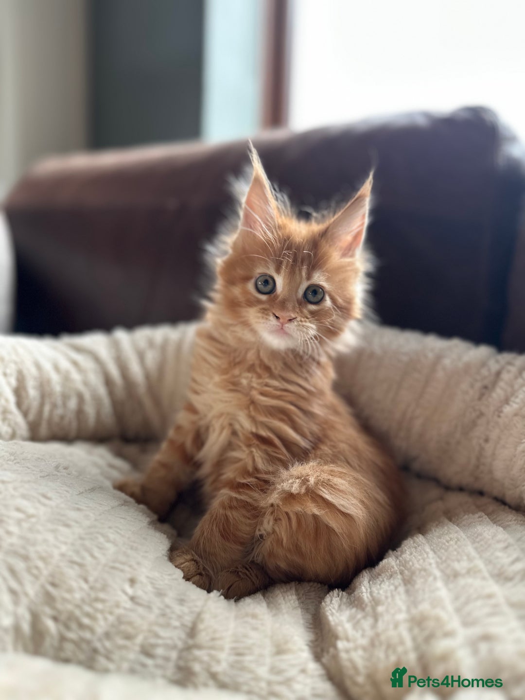 Maine Coon cats for sale: Riverbrue Maine Coon Cattery (GCCF) - Image 1