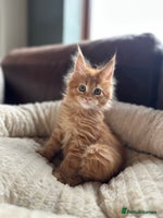 Maine Coon cats - Advert 1