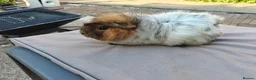 Guinea Pig rodents for sale: 2 female pair - Advert 8