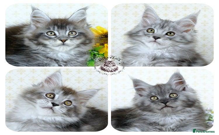 Maine Coon cats - Advert 4