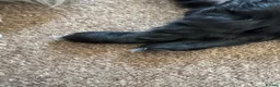 Mixed Breed dogs for sale: Springer-Poo puppies READY NOW. - Advert 16