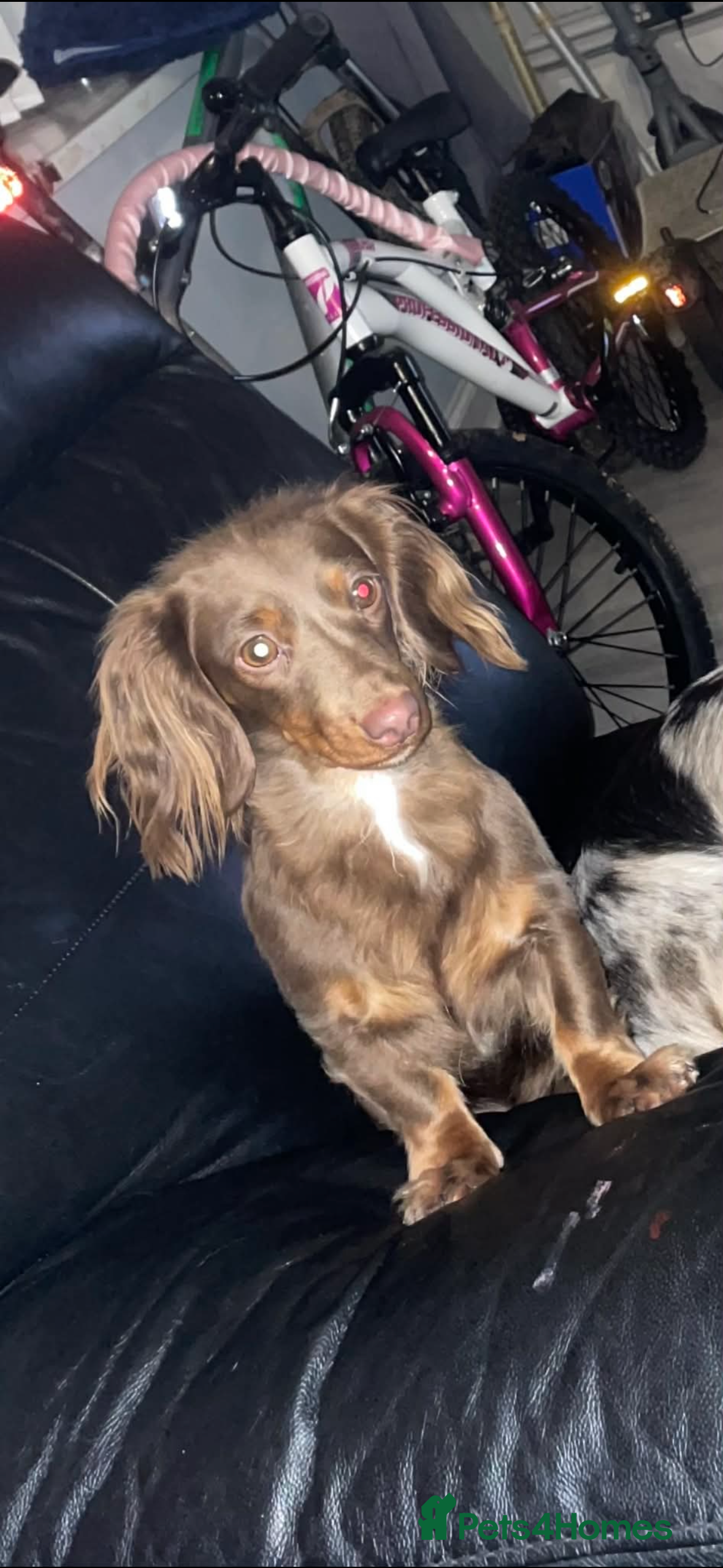 Dachshund dogs Chocolate and tan looking to be rehomed  - Advert 14