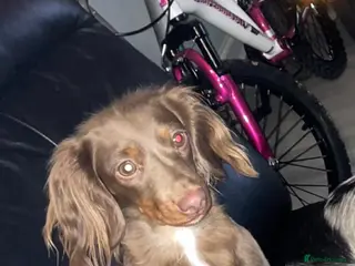 Dachshund dogs Chocolate and tan looking to be rehomed - Advert 14