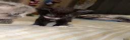 Mixed Breed cats for sale: RARE Gorgeous ScottishFold&British ShortHair  - Advert 20