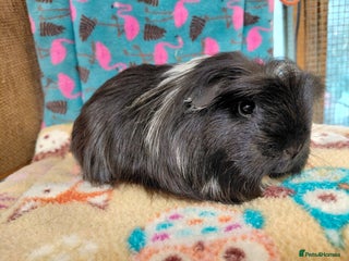 Guinea Pig rodents Baby coronet/shelties/Teddy/sheltie retired sows - Advert 19