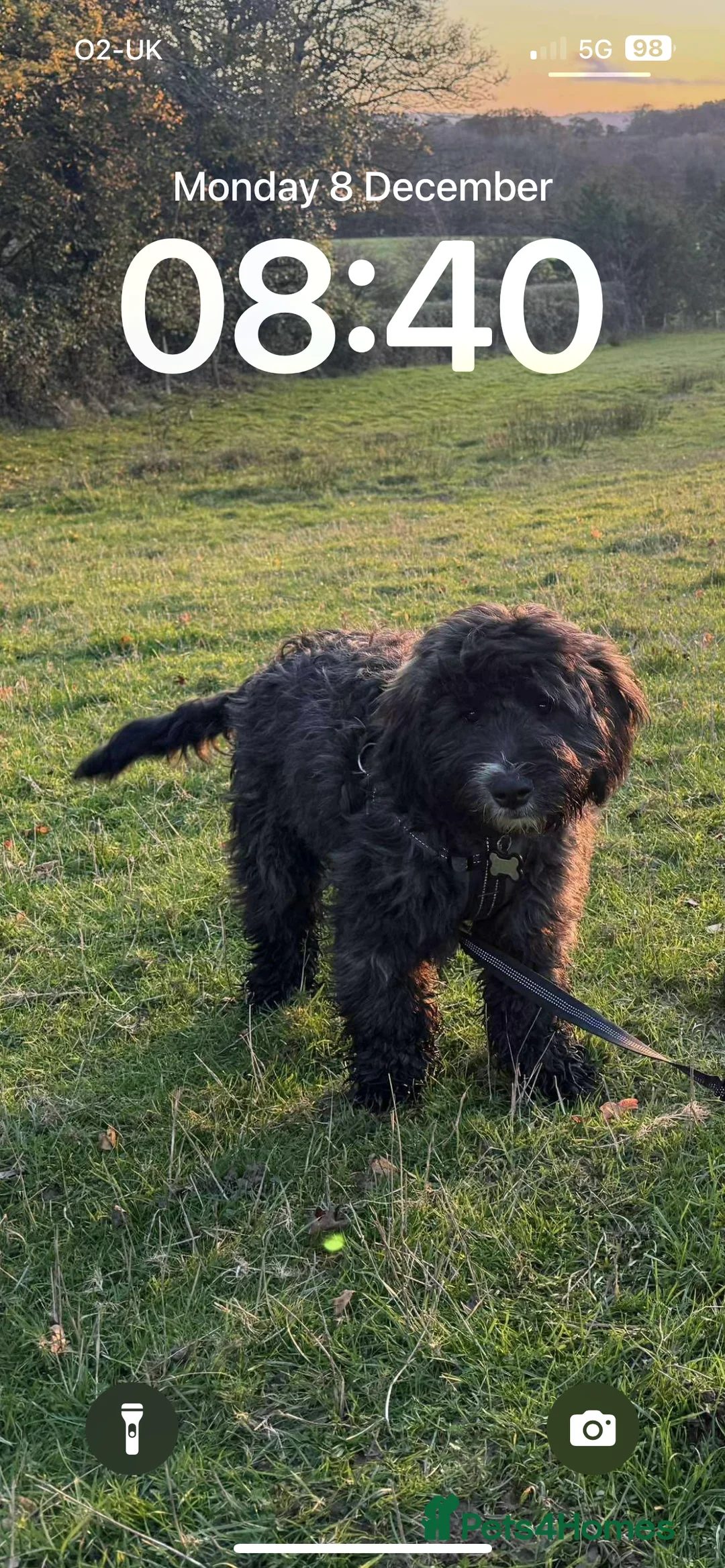 Mixed Breed dogs for sale: Loving, trained 8 M/O family dog seeking new home - Advert 10