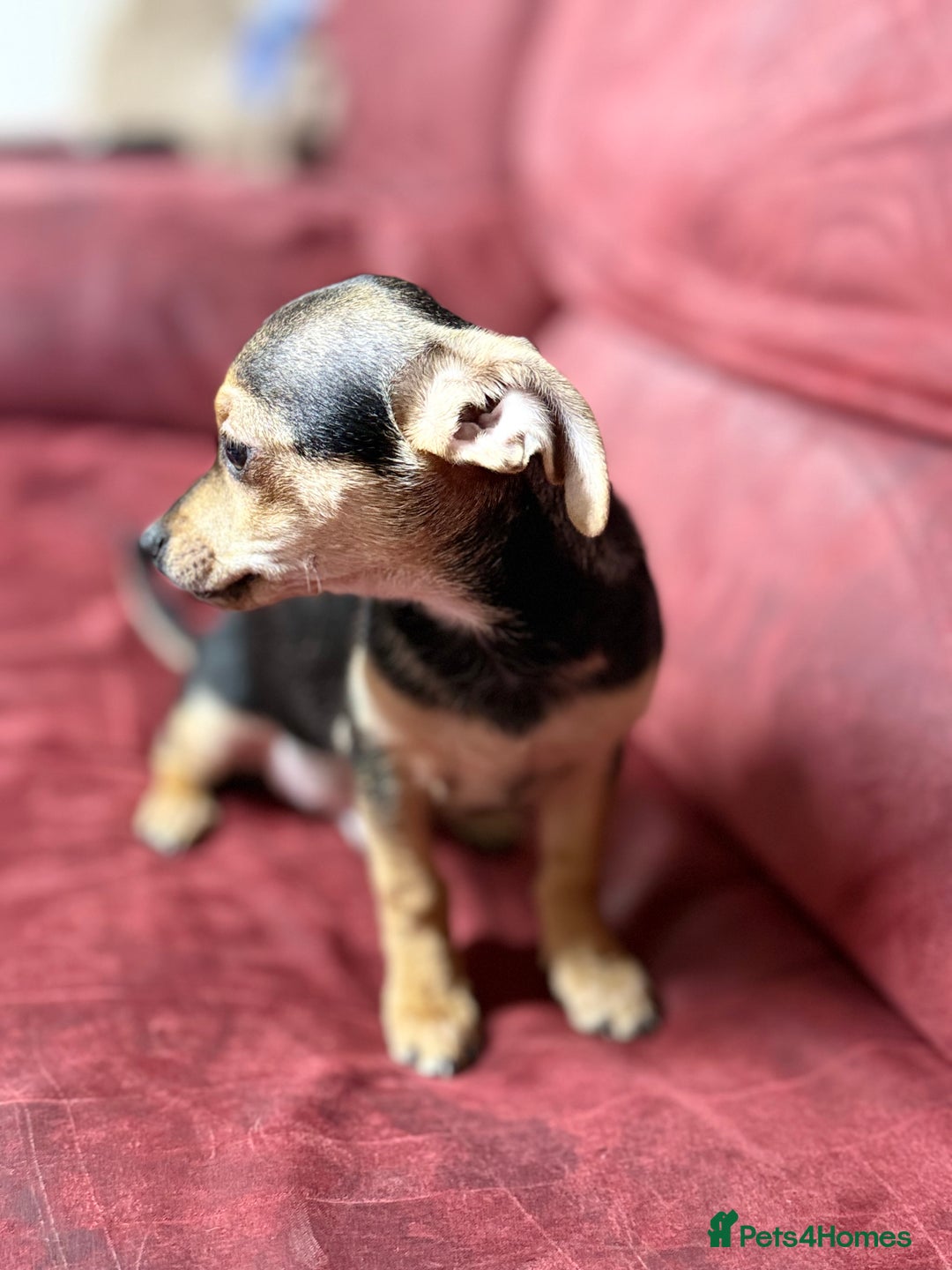 Chihuahua dogs for sale: 🐾 Beautiful Chihuahua Puppies - Advert 17