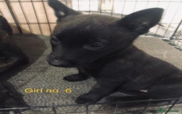 Belgian Shepherd Dog dogs for sale: Dutch shepherd/ Belgian malinois  - Image 6