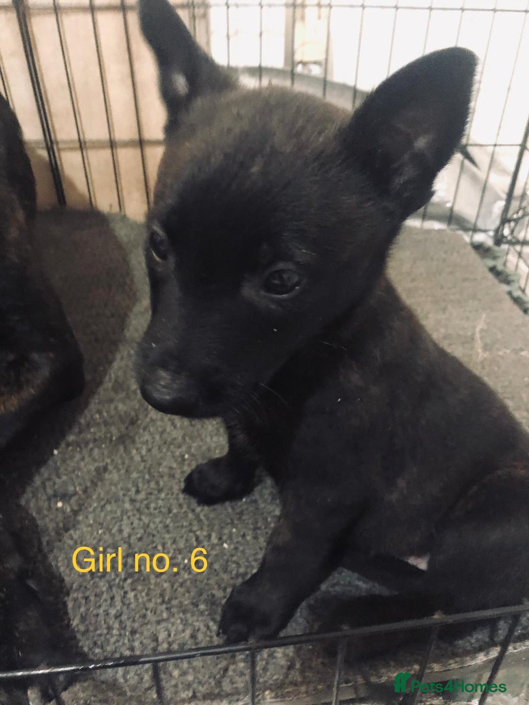 Belgian Shepherd Dog dogs for sale: Dutch shepherd/ Belgian malinois  - Image 6