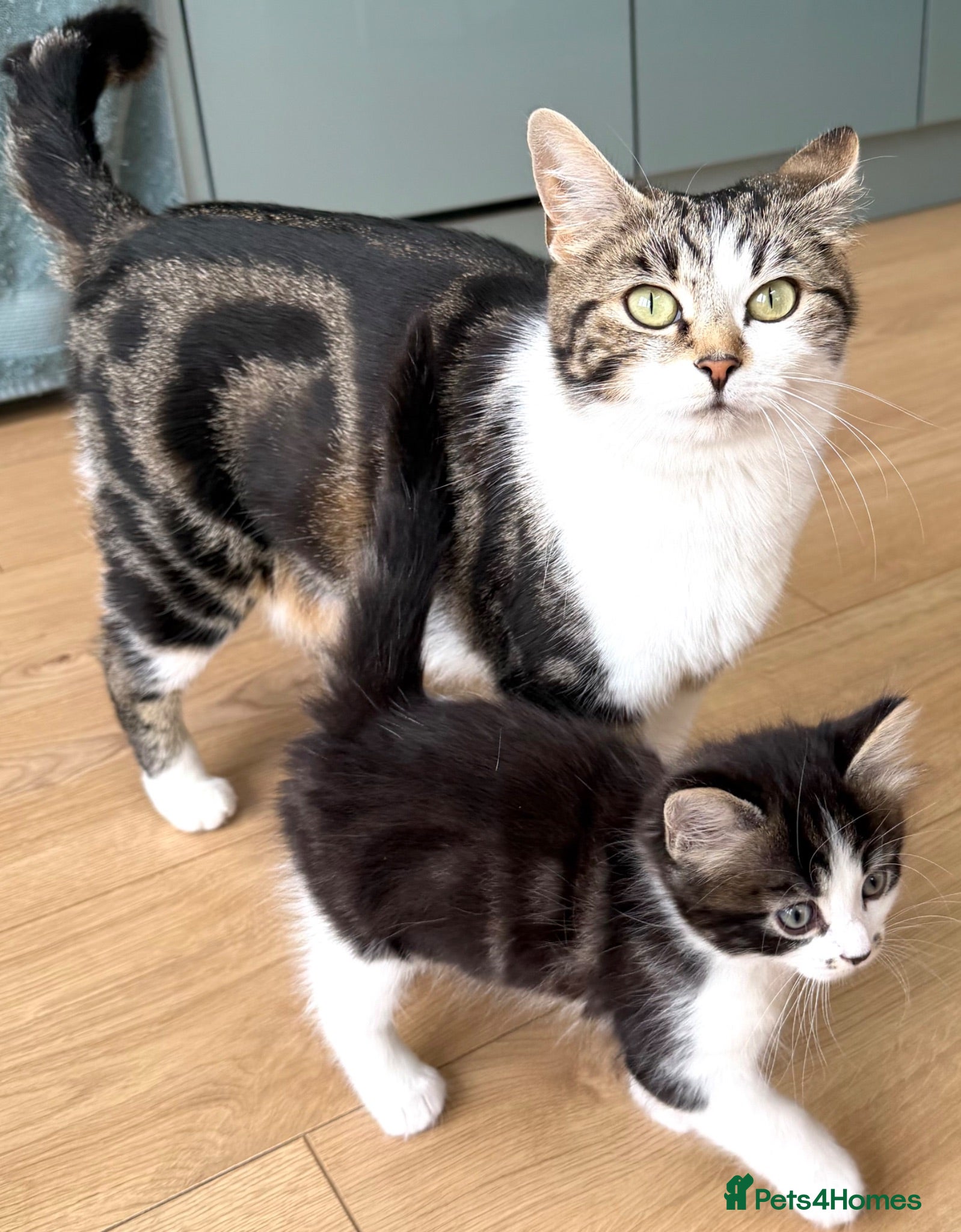 Mixed Breed cats Gorgeous Tabby Girl looking for home💕💕💕 - Advert 2