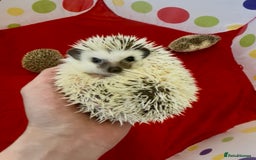 Pygmy Hedgehog rodents for sale: Beautiful Female & Male Baby Pygmy Hedgehog APH - Image 1