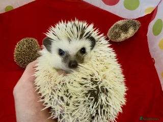 Pygmy Hedgehog rodents - Advert 17
