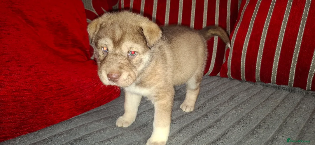 Mixed Breed dogs for sale: Siberian husky + Rus A Pei - Advert 28
