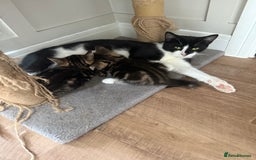 British Shorthair cats for sale: 6 Gorgeous Kittens - Image 5