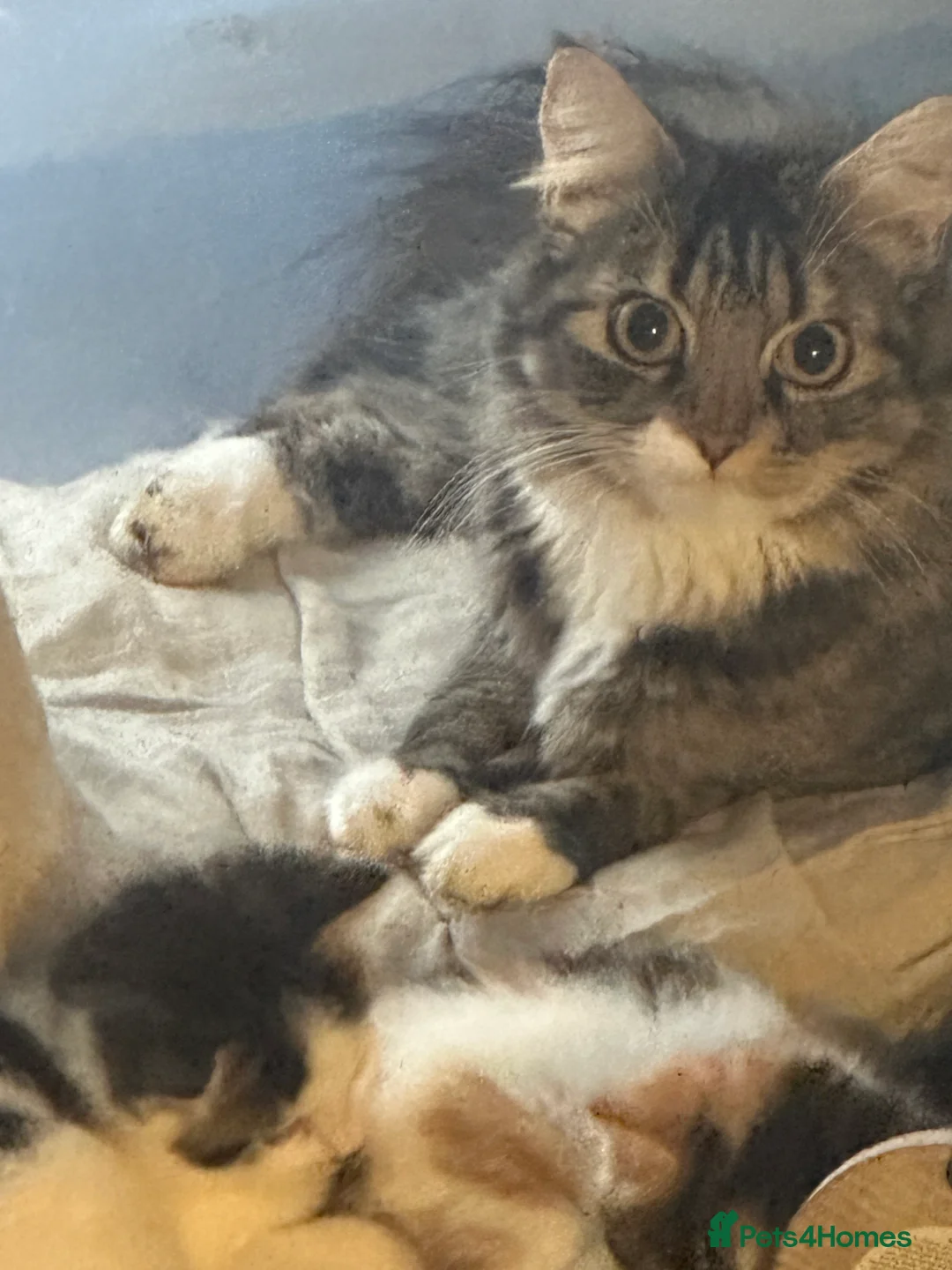 Mixed Breed cats for sale: Two Friendly Colourful Kittens - Advert 2