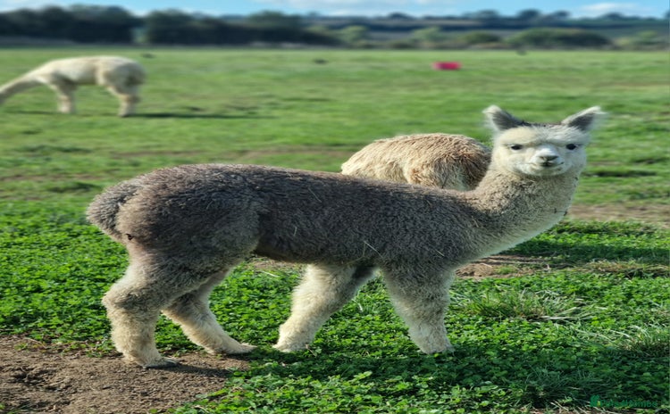 Alpaca livestock - Advert 1