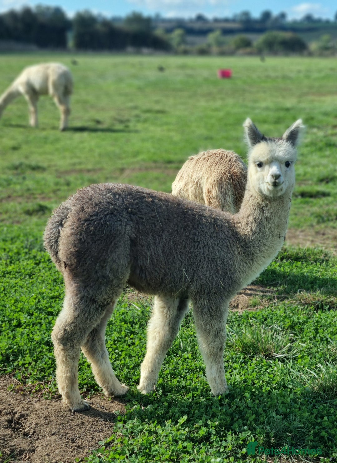 Alpaca livestock for sale: 6 Pedigree Female Alpacas - Image 1