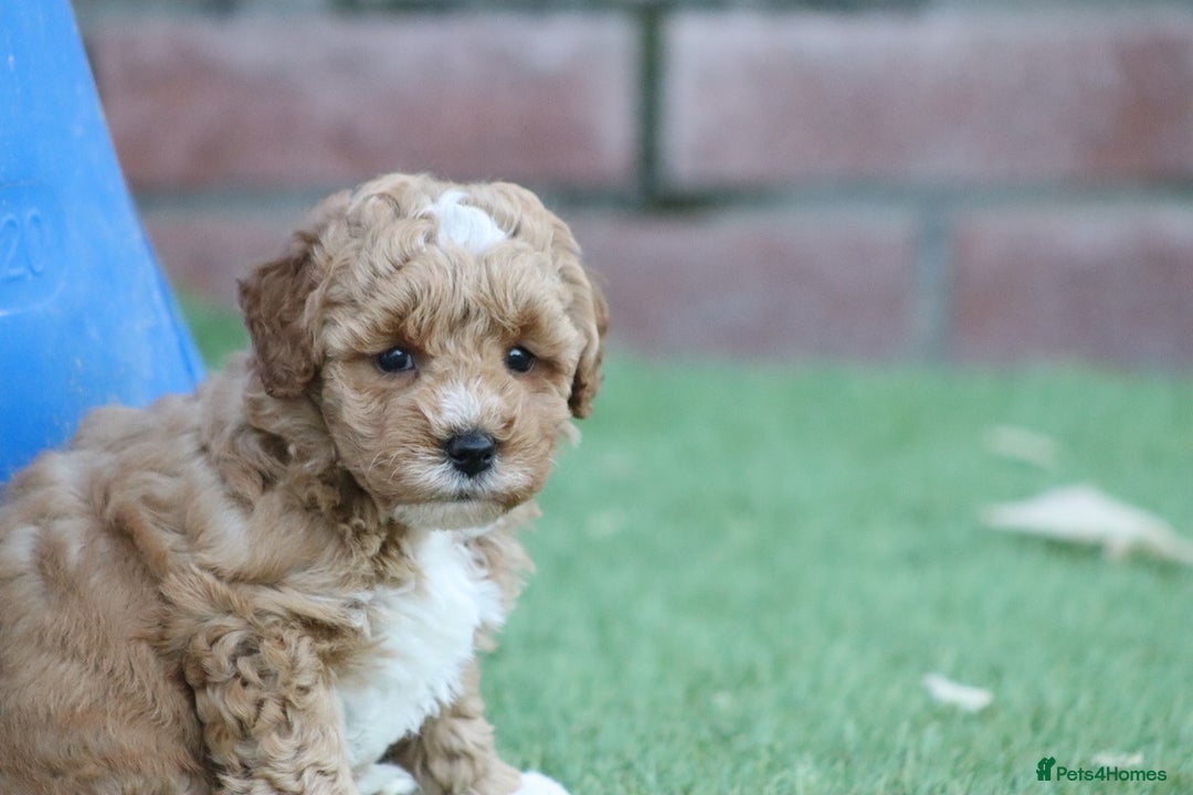 Cavapoochon dogs for sale: Cavapoochon puppies for sale - Image 34