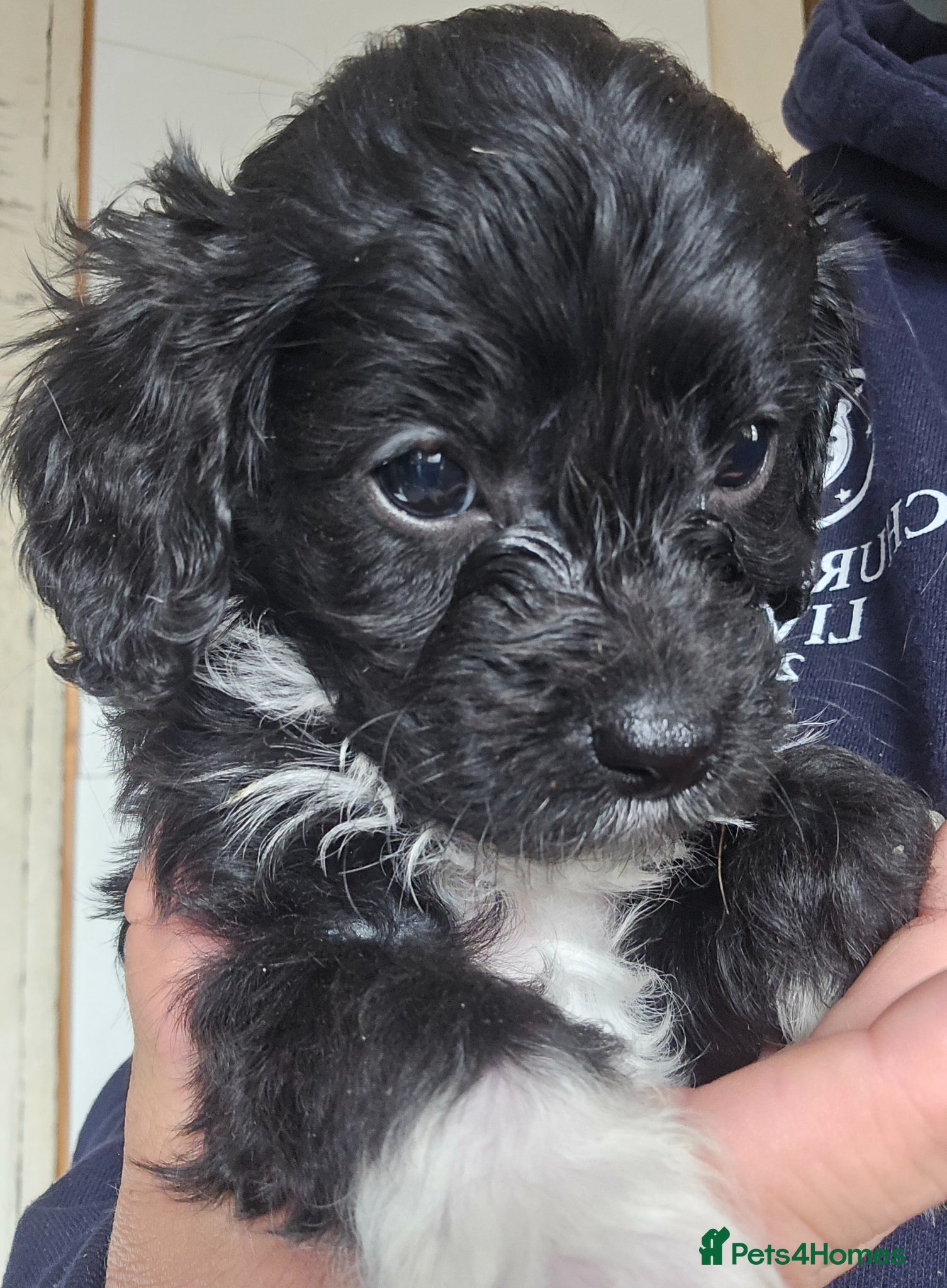 Cavapoo dogs Cavapoo miniature F1 - fully health tested - Advert 5