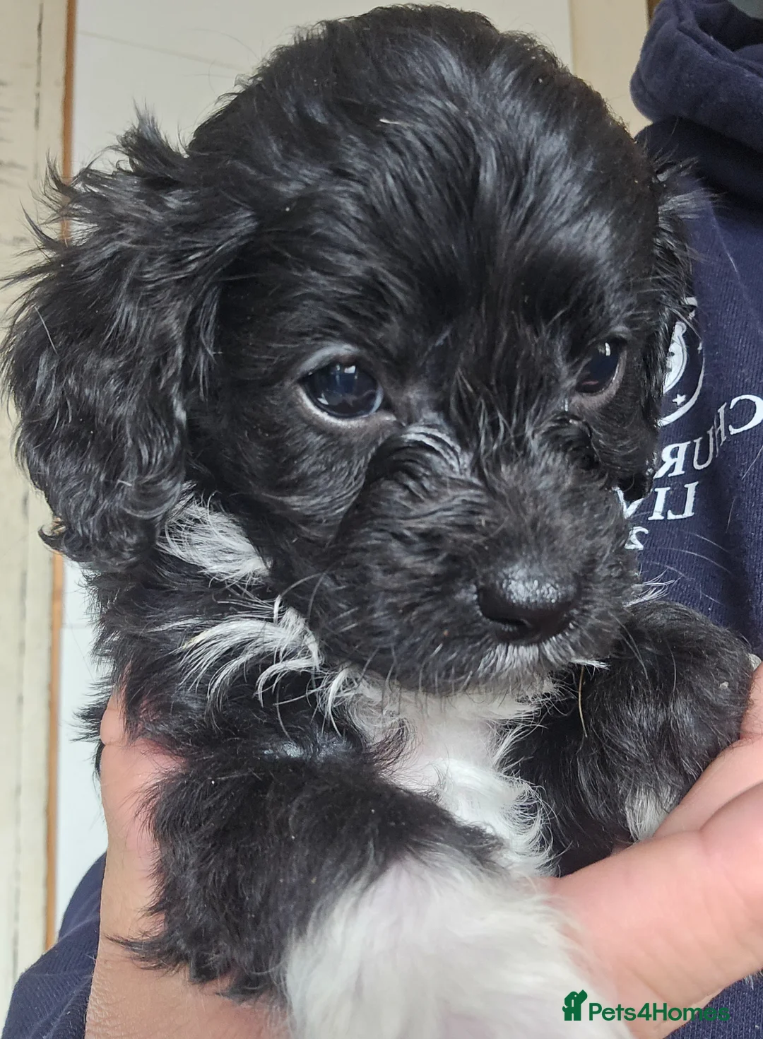 Cavapoo dogs for sale: Cavapoo miniature F1 - fully health tested - Advert 2