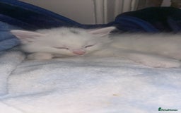 British Longhair cats for sale: 2 kittens and 1 young cat for sale!! - Image 2