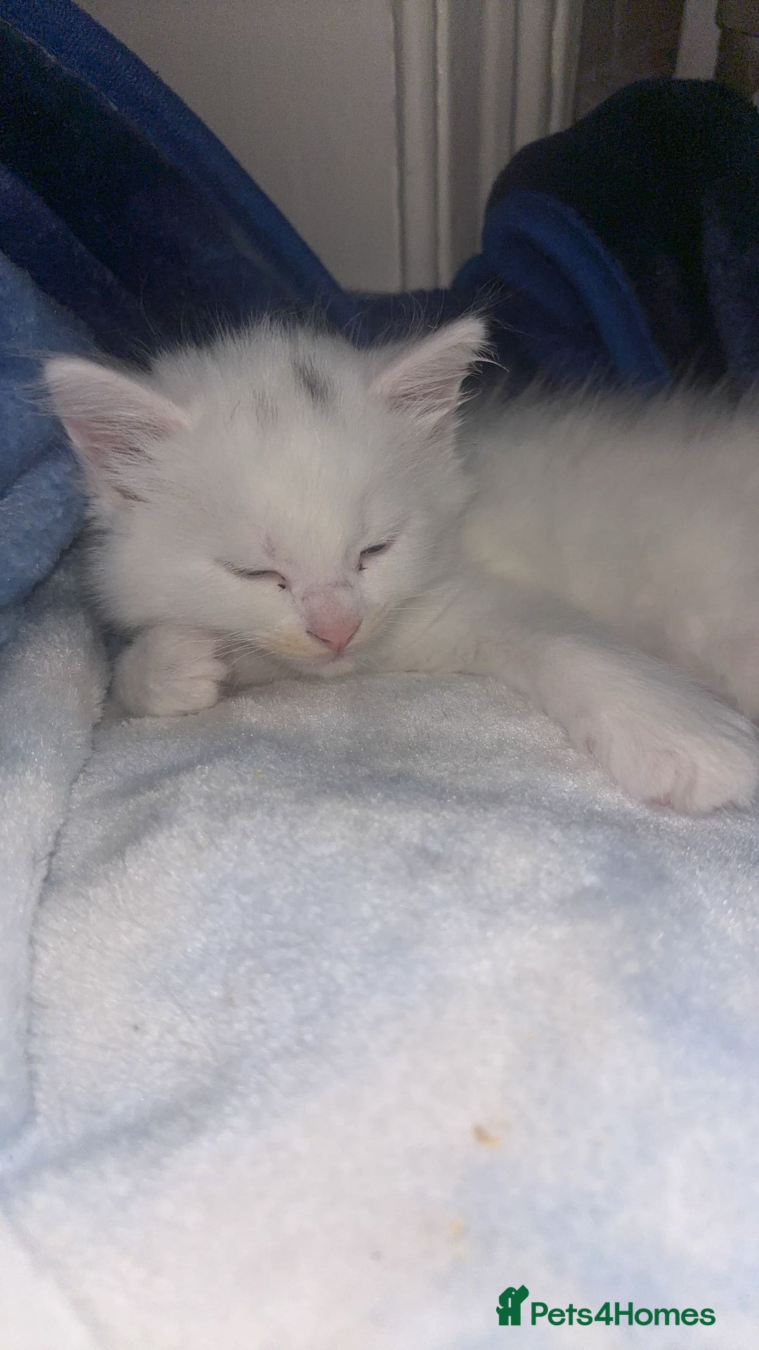 British Longhair cats for sale: 2 kittens and 1 young cat for sale!! - Image 2