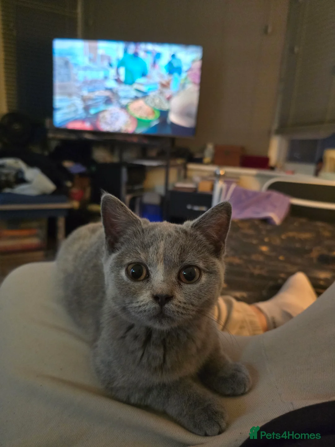 British Shorthair cats for sale: British Shorthair female - Advert 2