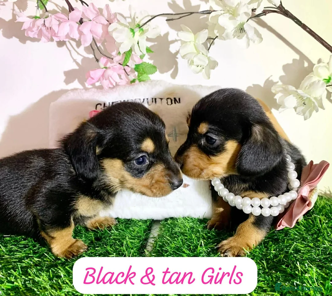 Miniature Dachshund dogs for sale: Miniature dashund puppies  - Advert 3