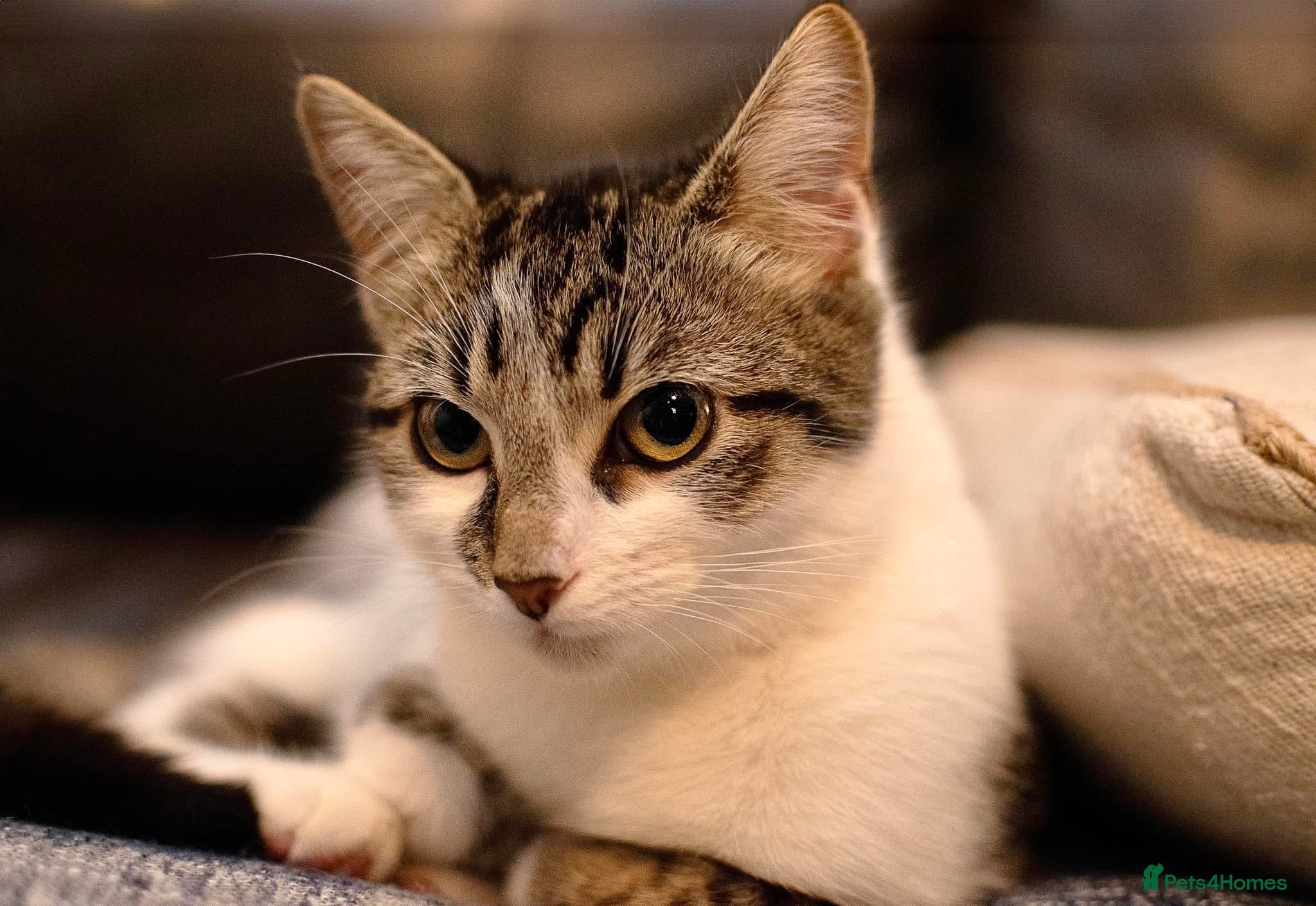 Mixed Breed cats 3 year old cat needs a new home - Advert 1