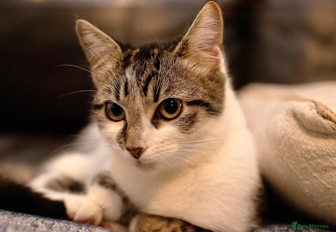 Mixed Breed cats for sale: 3 year old cat needs a new home - Advert 1