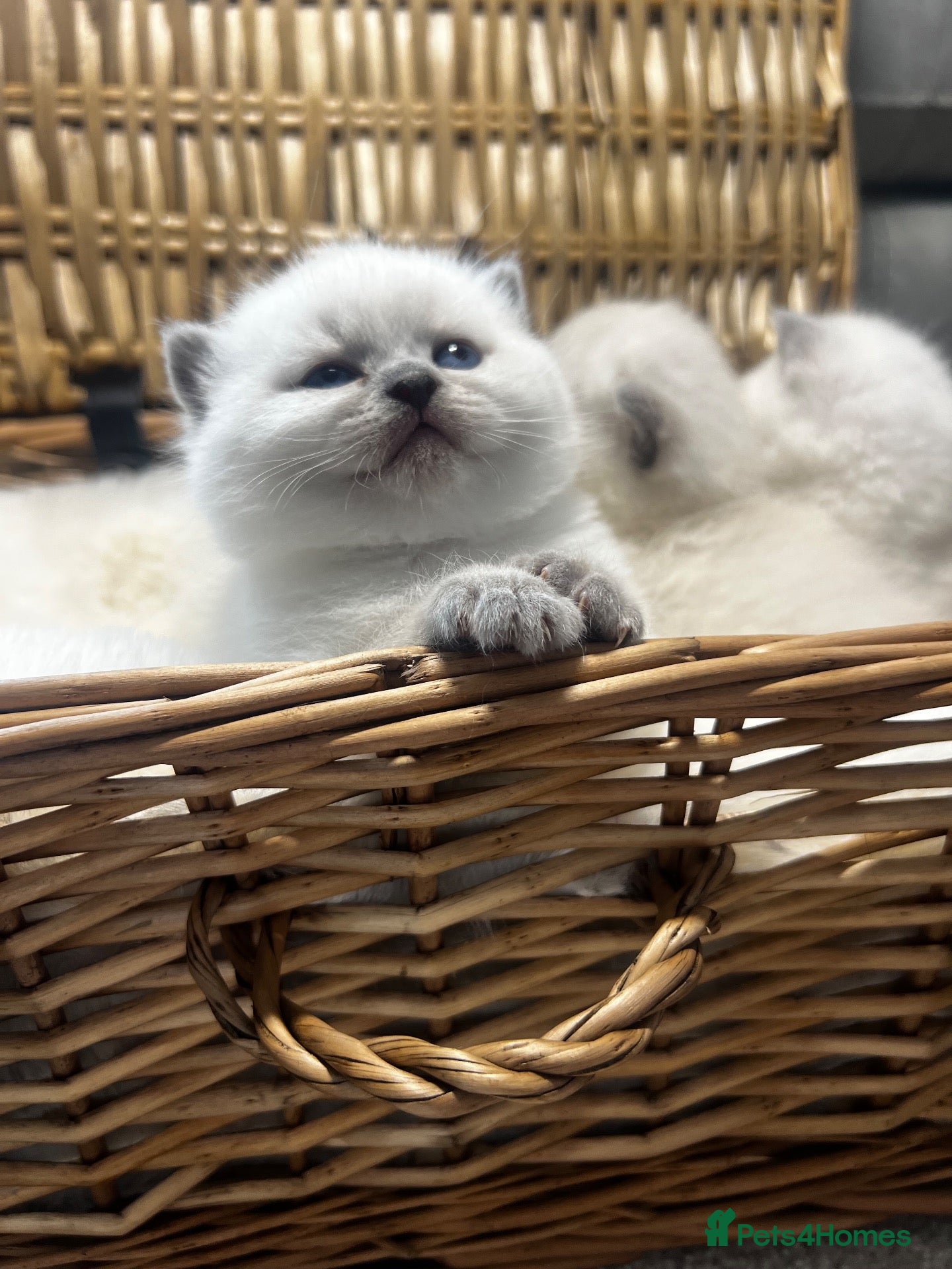 British Shorthair cats Exceptional GCCF British Shorthair Colourpoints - Advert 1