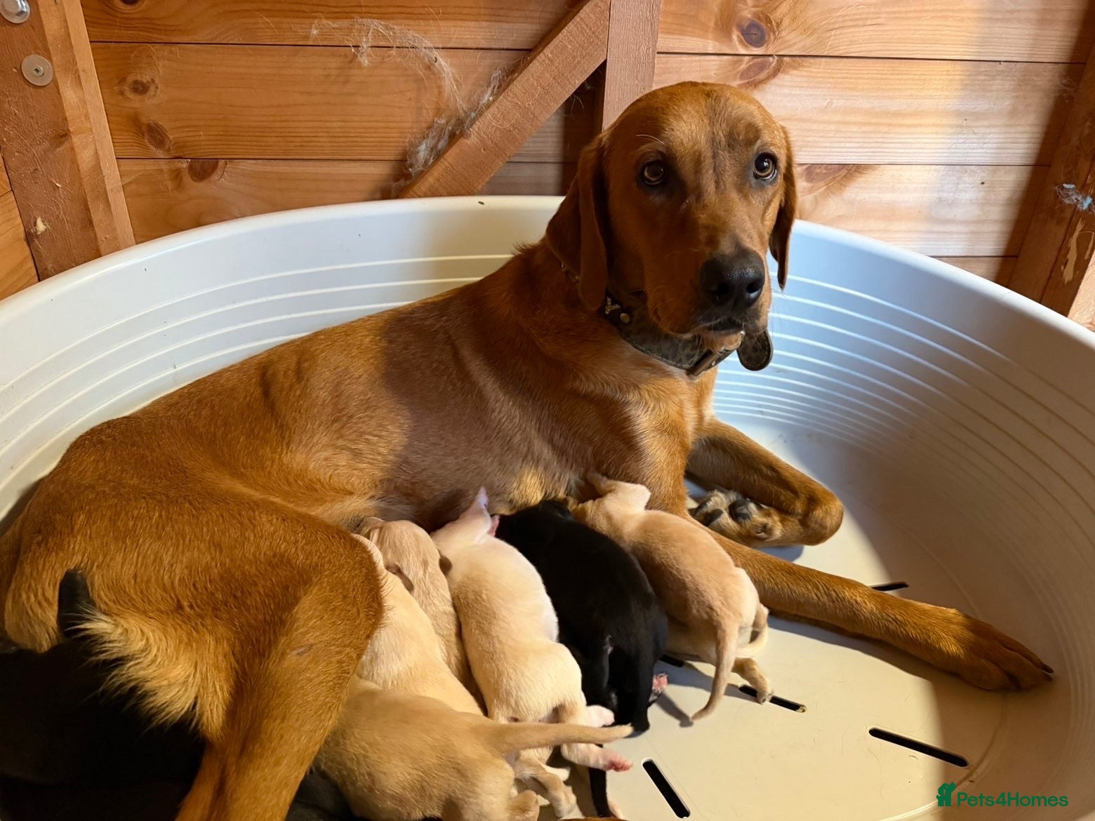 Mixed Breed dogs Puppy’s  - Advert 3
