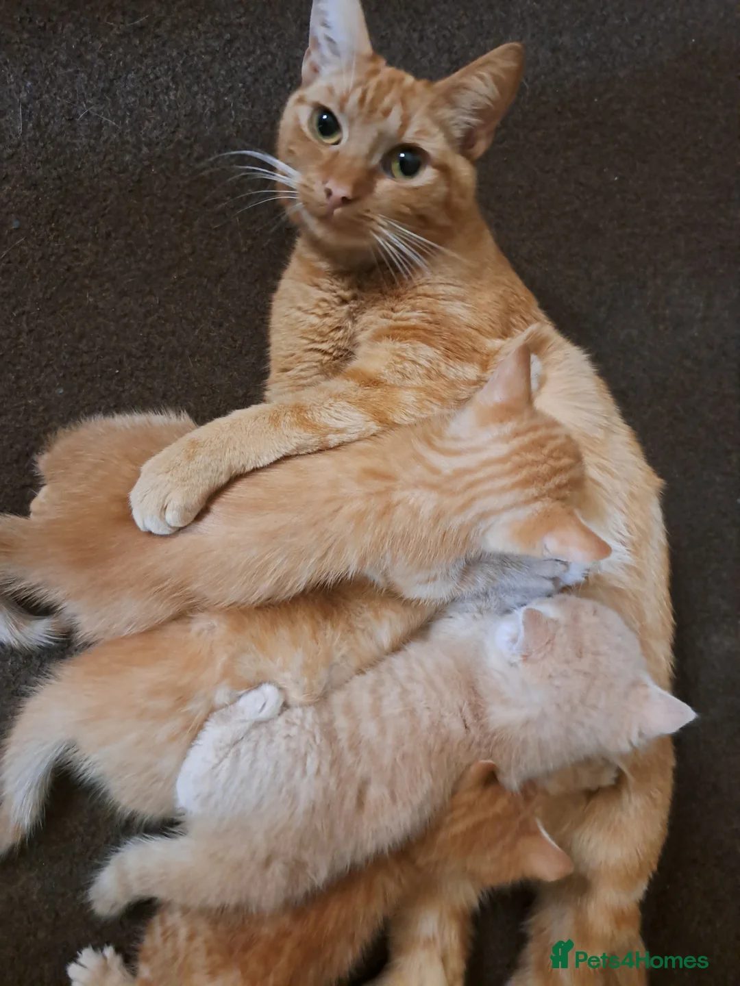 Mixed Breed cats for sale: Kittens mix litter read add diffrent prices  - Advert 3