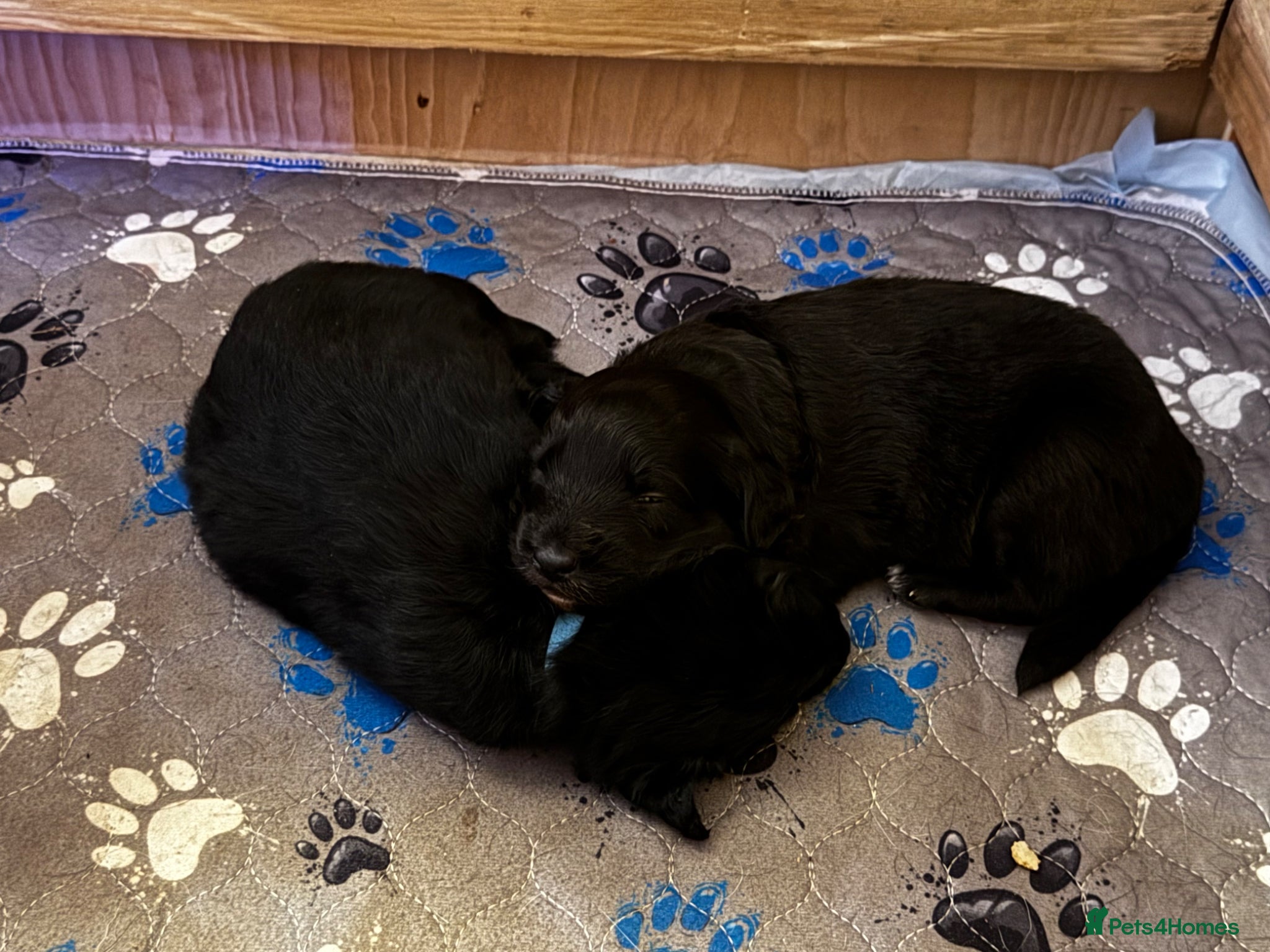 Bordoodle dogs 💜 Beautiful Bordoodle Puppies 💜 - Advert 2