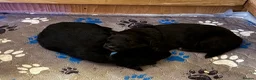 Bordoodle dogs for sale: 💜 Beautiful Bordoodle Puppies 💜 - Advert 6