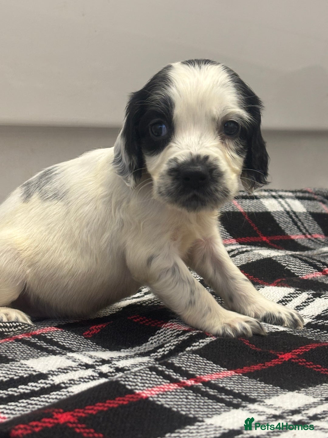Cocker Spaniel dogs for sale: Adorable Show type cocker spaniel puppy’s  - Image 6