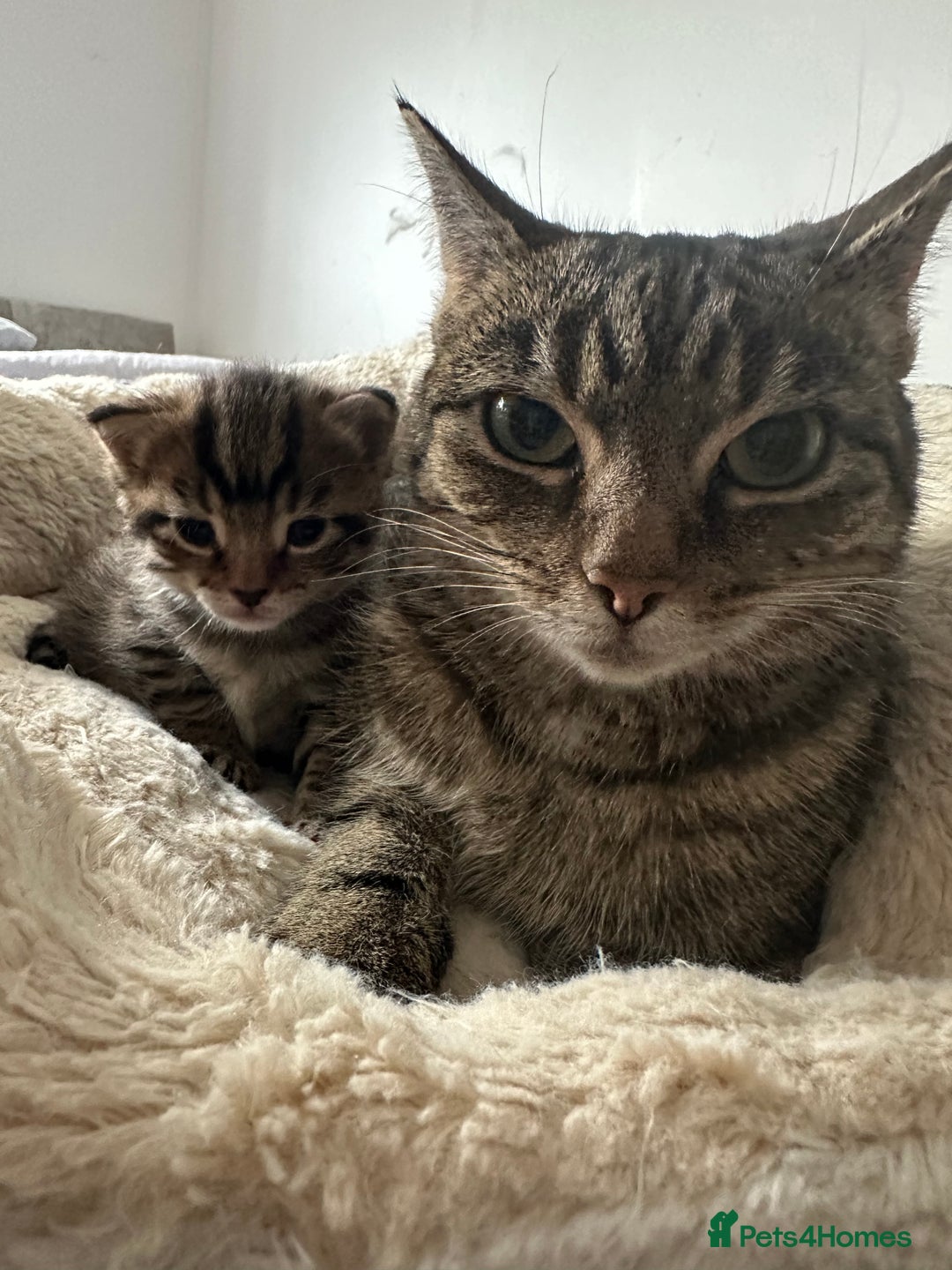 Mixed Breed cats for sale: Tabby kitten  - Advert 2