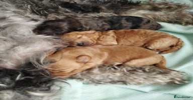 Mixed Breed dogs - Advert 10