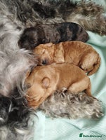 Mixed Breed dogs - Advert 16