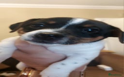 Jack Russell dogs for sale: Jack Russell puppies - Image 2
