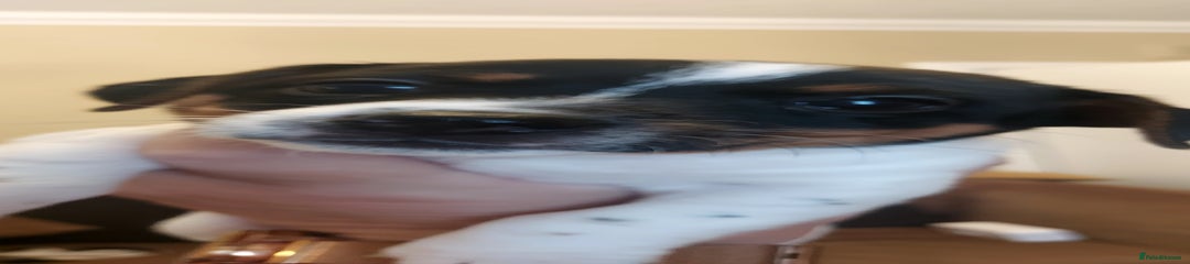 Jack Russell Puppy 2