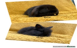 Mini Lop rabbits for sale:  Last mini lop boy available  - Image 2