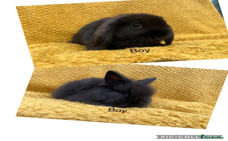 Mini Lop rabbits - Advert 12