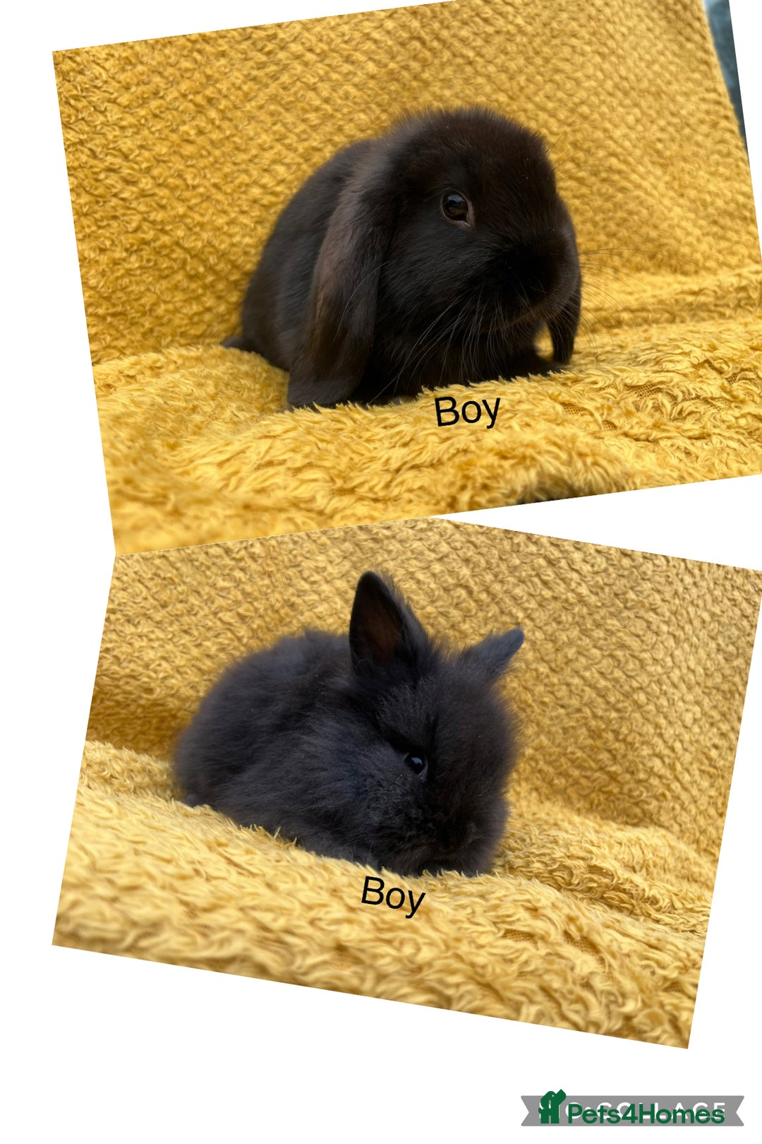 Mini Lop rabbits for sale:  Last mini lop boy available  - Image 2