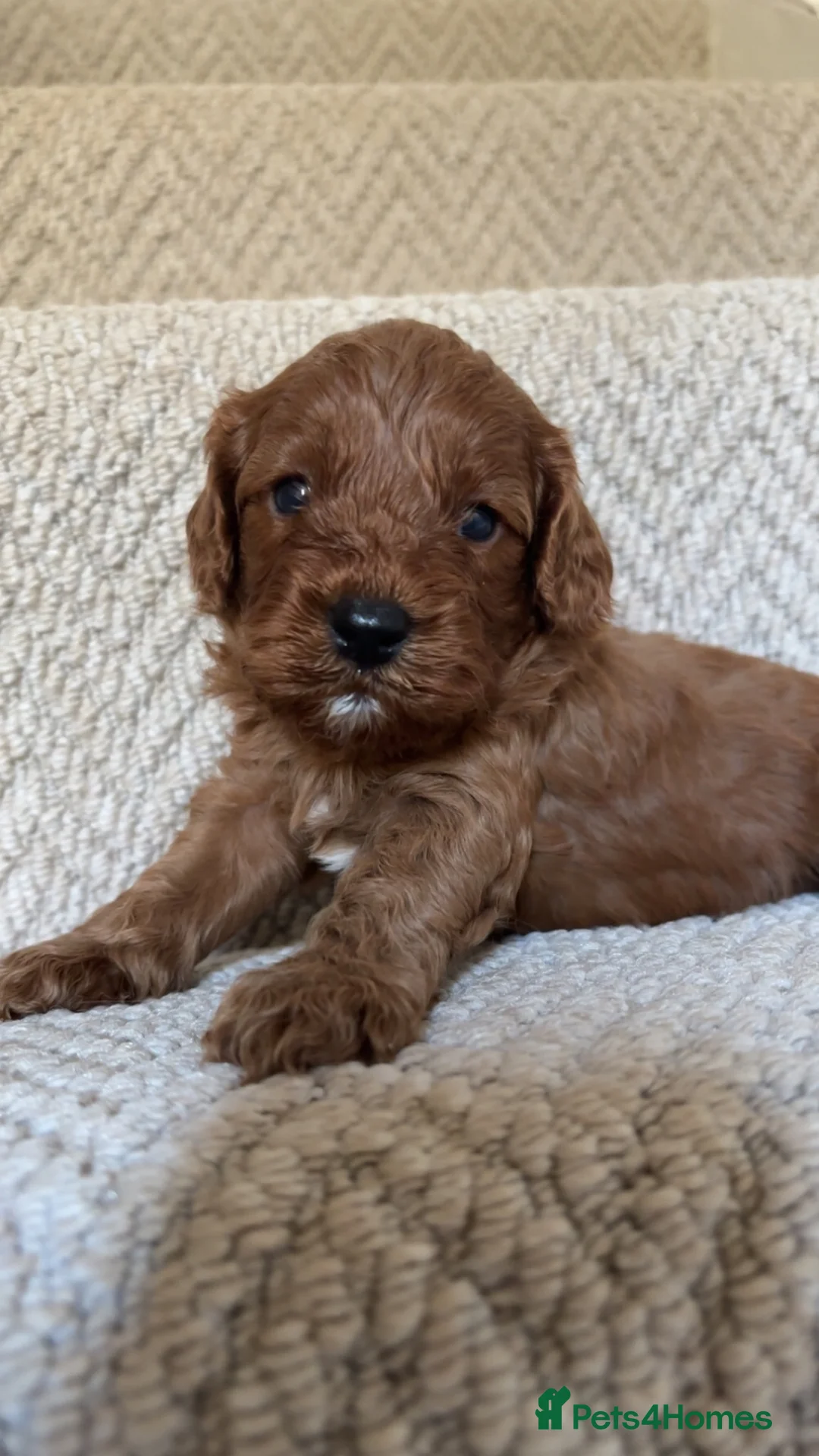 Cavapoo dogs for sale: Beautiful Cavapoo’s for sale  - Advert 2